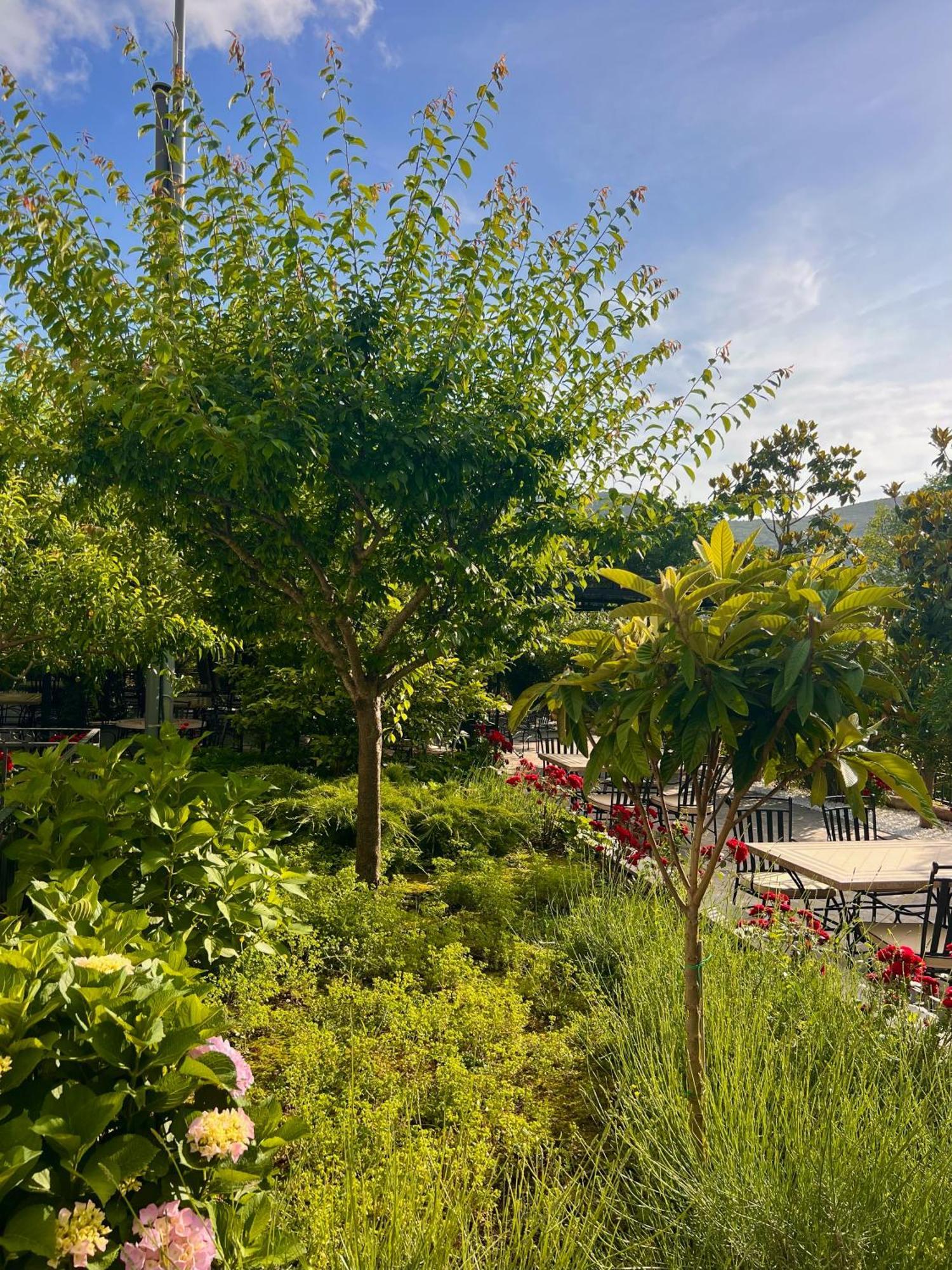 Hotel Opera Jaz Budva Dış mekan fotoğraf